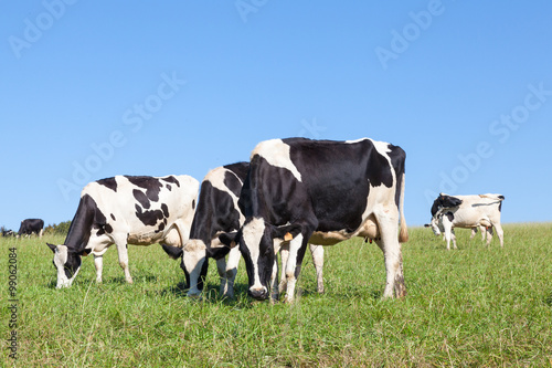 Three black and white  Holstein dairy cows grazing in a green pasture on the skyline against a clear blue sky © gozzoli