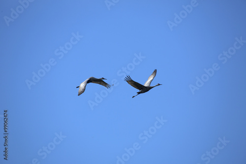Two sandhill cranes flying in a blue sky, Florida.