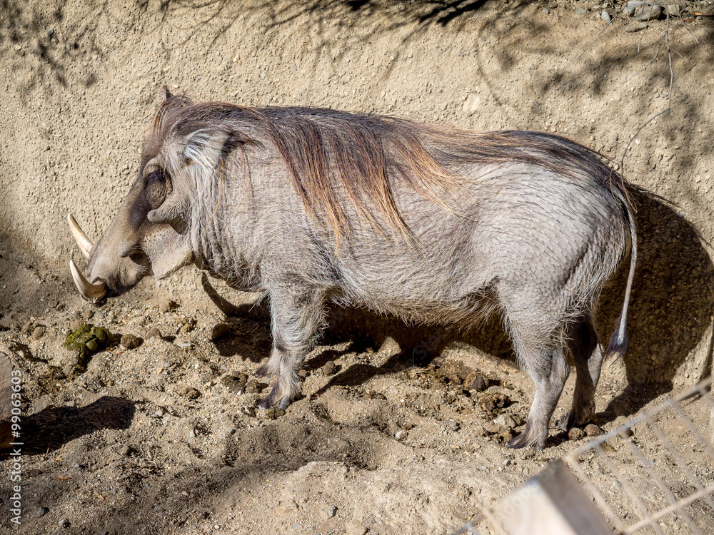 Warthog (Phacochoerus africanus) profile at a north american zoo. Warthog (Phacochoerus africanus) profile at a north american zoo.