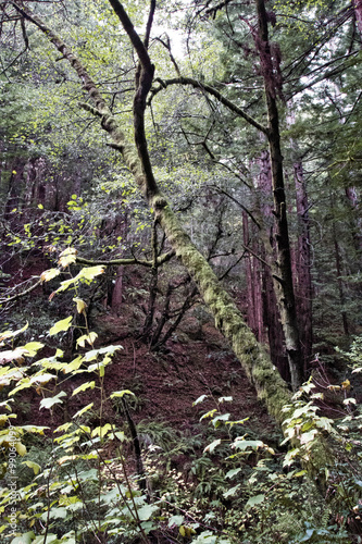 Mossy Tree in the Redwood Forest photo
