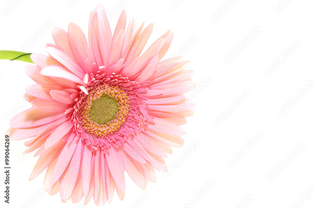 beautiful flowers in close-up shot on a white background