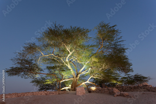 Photography Tree of Life, Bahrain