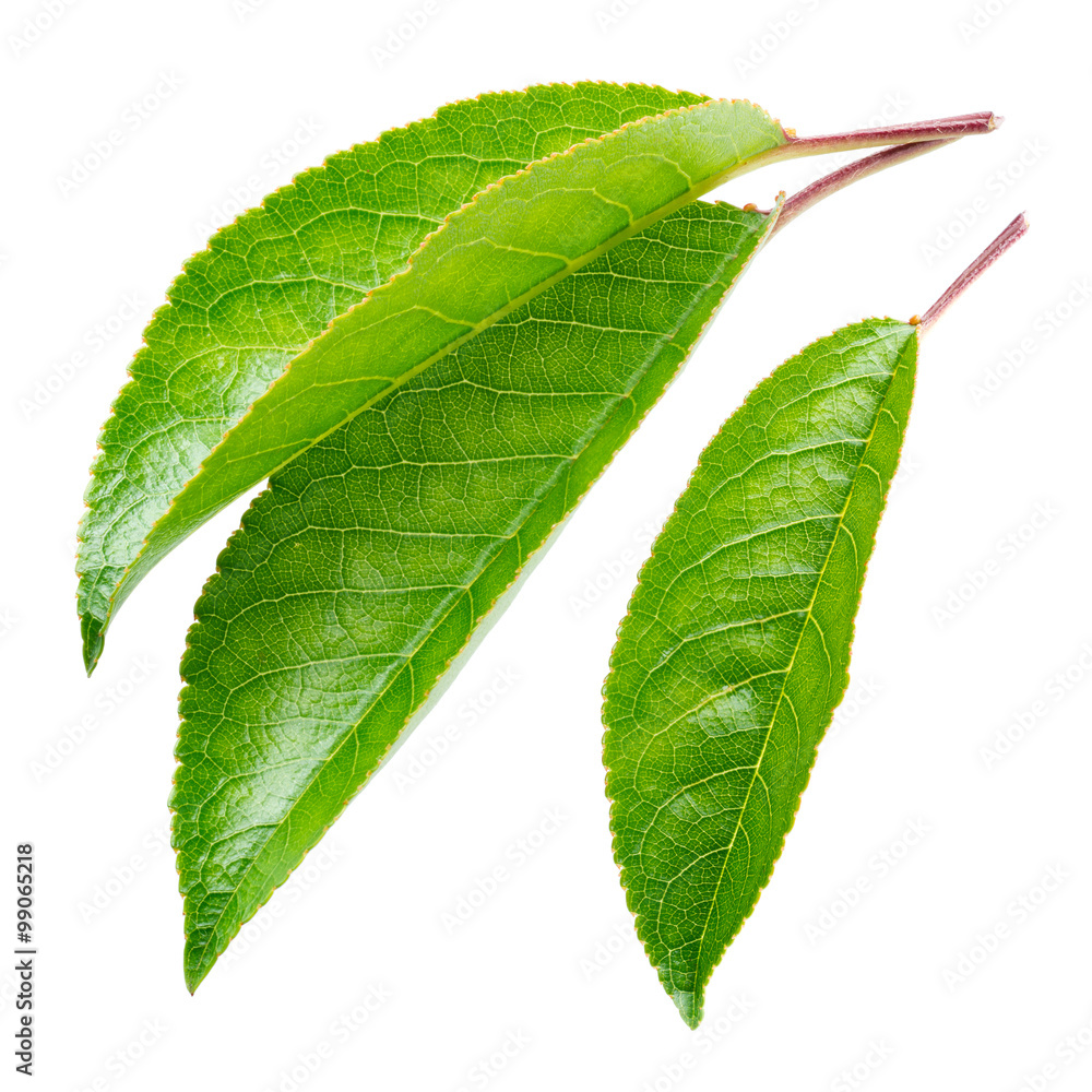 Obraz premium Cherry leaves isolated on white background