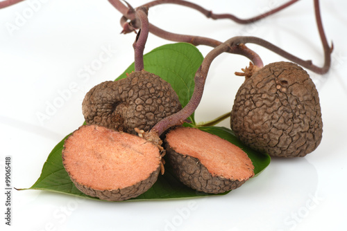 Stephania venosa (Blume) Spreng, medicinal properties.