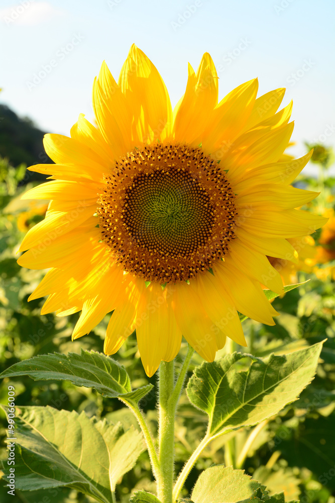 Sunflowers blooming against a bright sky