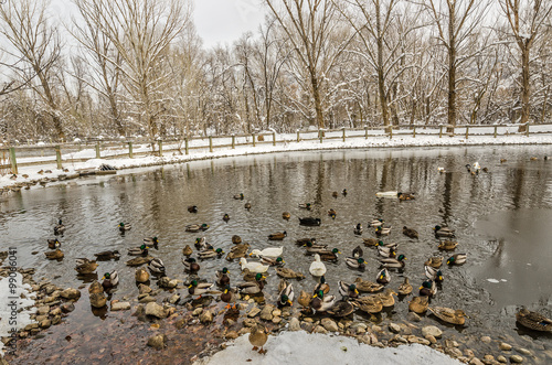 Wallpaper Mural Mallards, Geese, and Hybrids Torontodigital.ca