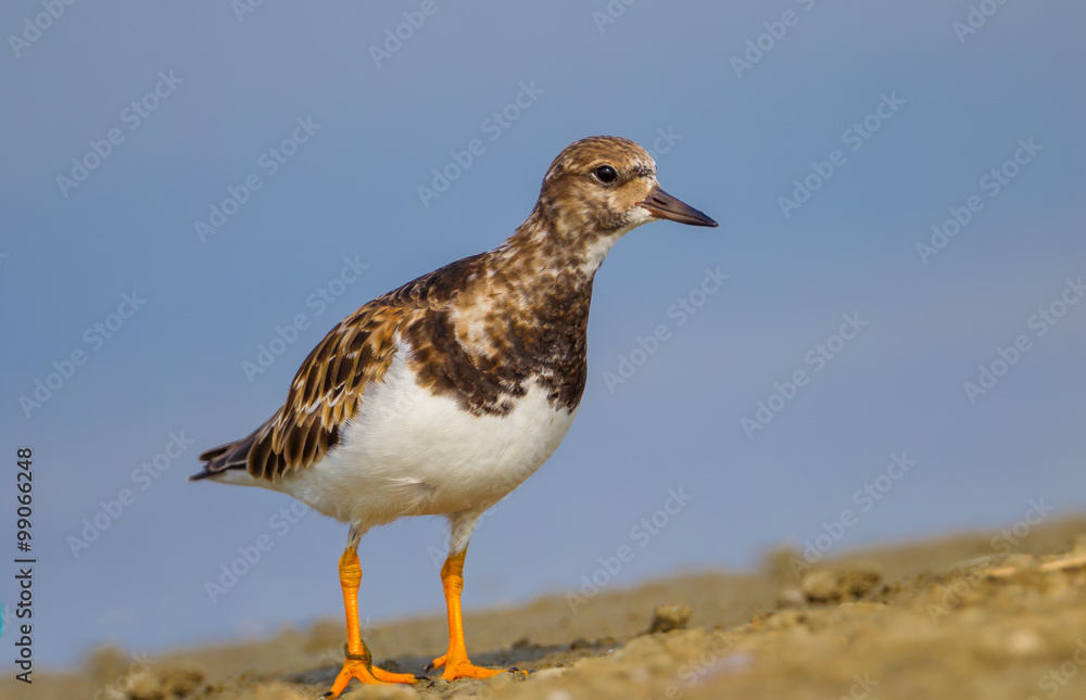 Full frame Close up of Ruddy Turnstone(Arenaria interpres) stair Full frame Close up of Ruddy Turnstone(Arenaria interpres) stair