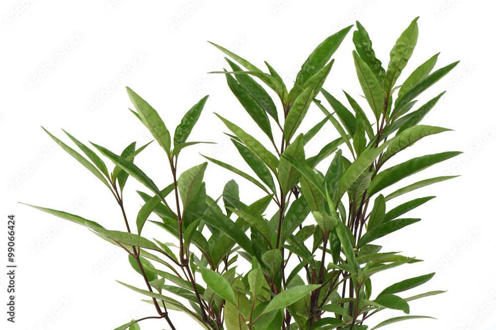 Fototapeta premium Flame flower(Justicia fragilis Wall.,Gendarussa vulgaris Nees)