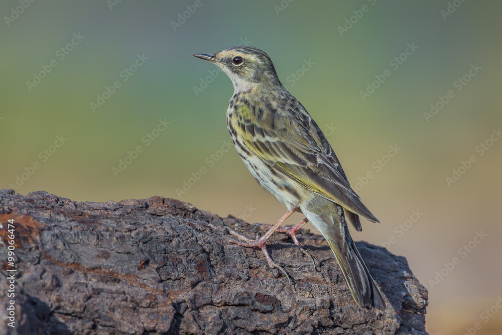Back side of Rosy Pipit(Anthus roseatus) in nature of Thailand Back side of Rosy Pipit(Anthus roseatus) in nature of Thailand