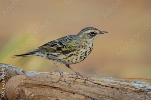 Very close up of  Rosy Pipit(Anthus roseatus) stair at us in nature of Thailand © kajornyot