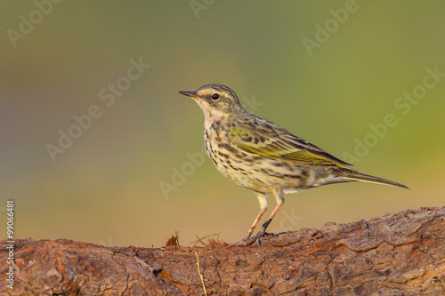  Rosy Pipit(Anthus roseatus) on the wood in nature of Thailand