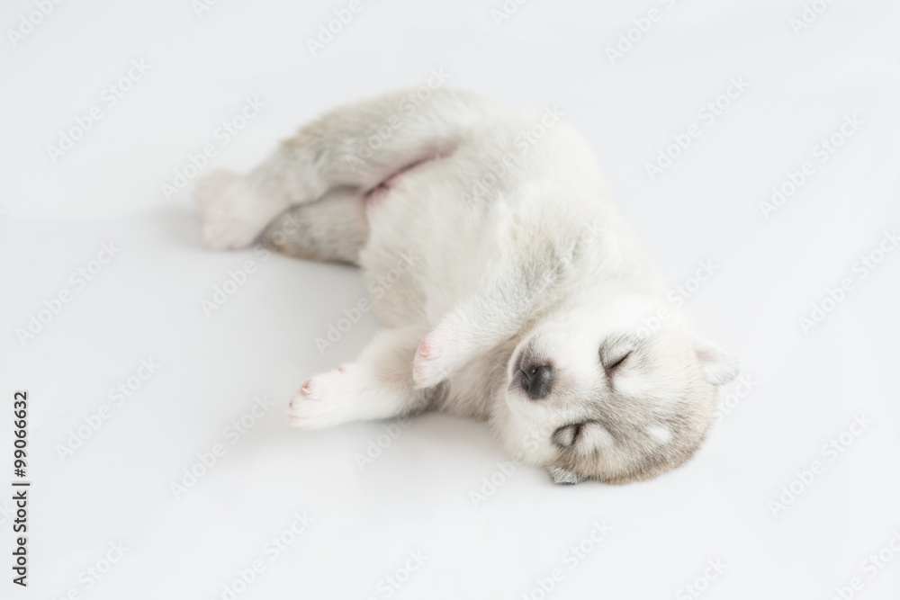 Siberian husky puppy Siberian husky puppy