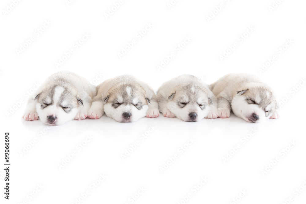 Siberian husky puppy Siberian husky puppy