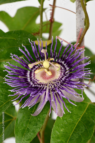 Passion Flower, Jamaica Honeysuckle (Passiflora x alatocaerulea Lidl.) Flowers. photo