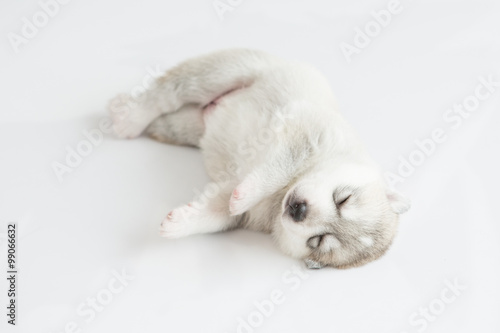 Siberian husky puppy © supphalerk