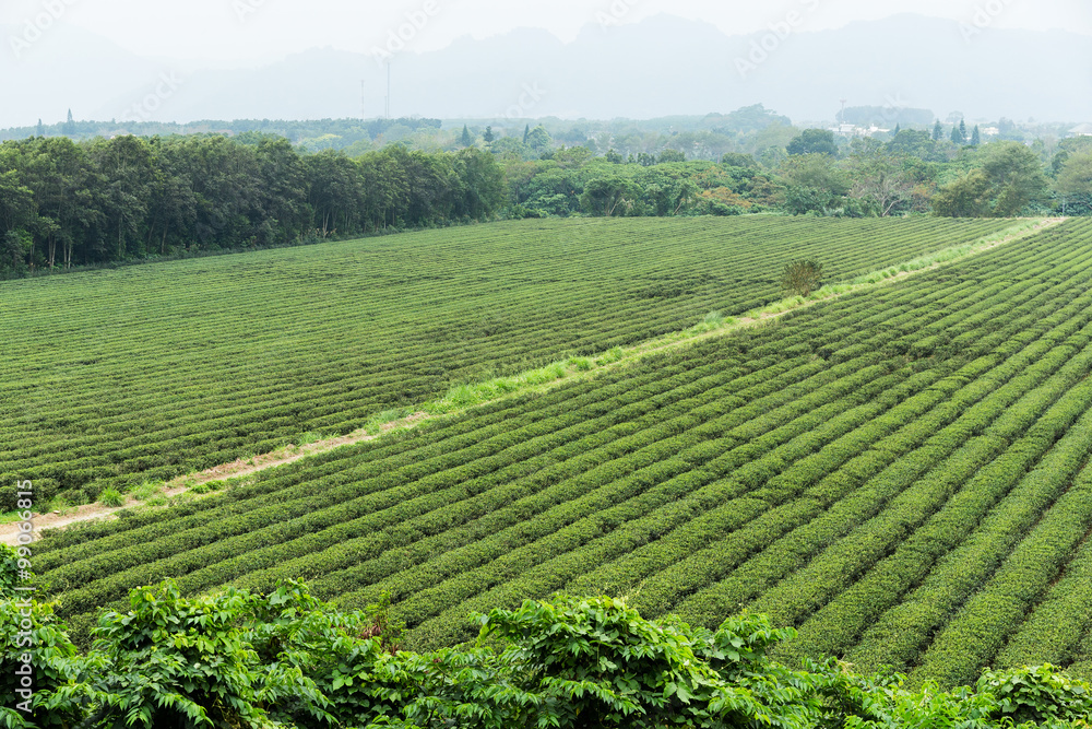 Water supply for green tea farm in TaiTung, TaiWan