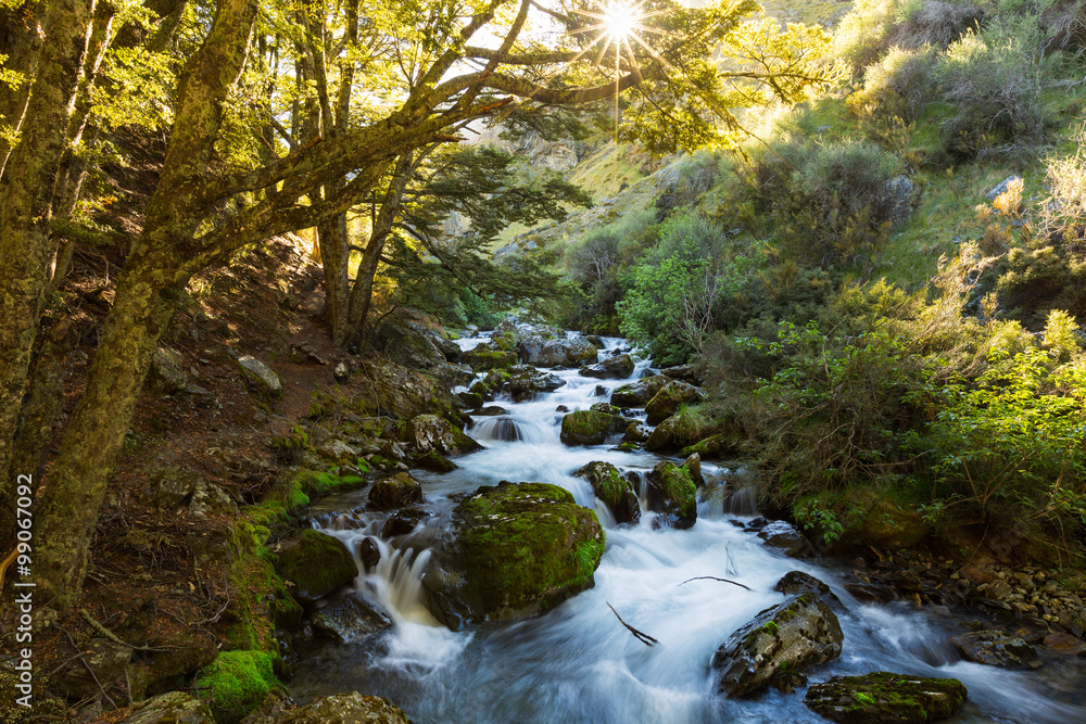 sunrise over stream and forest