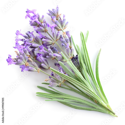 Lavender isolated
