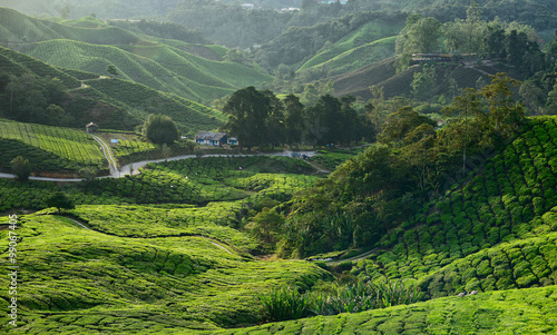 BOH tea plantation