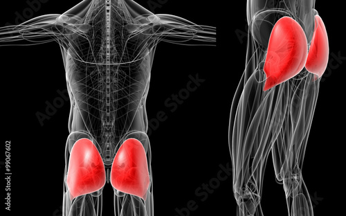 medical  illustration of the red gluteus maximus x-ray collection