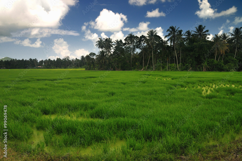 Green paddy field with tropical palm tree Green paddy field with tropical palm tree