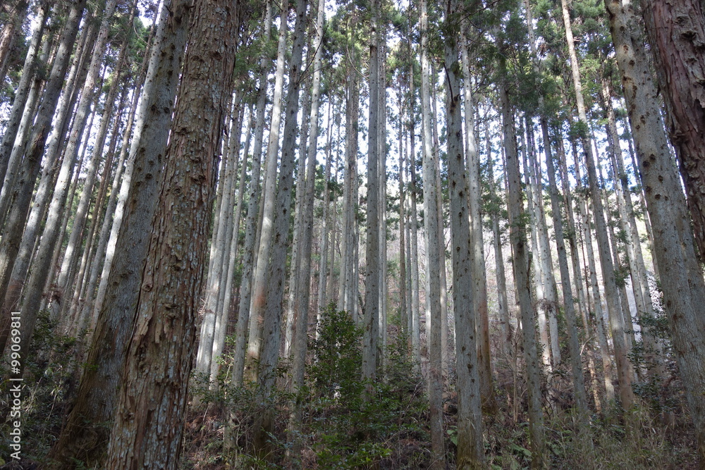 Fototapeta premium Forest of conifers
