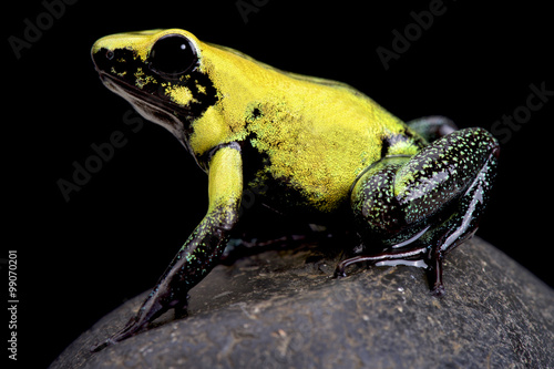  golden poison frog (Phyllobates terribilis)