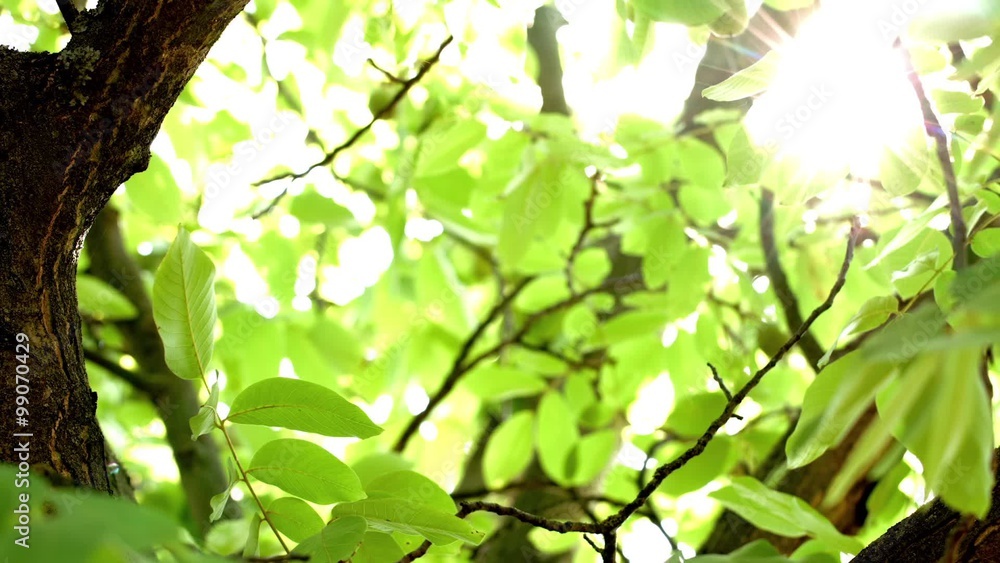 Bright lights under large tree with the wind blowing Bright lights under large tree with the wind blowing