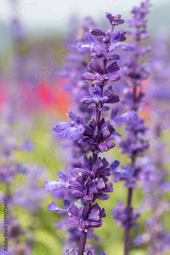 blue salvia flower in garden