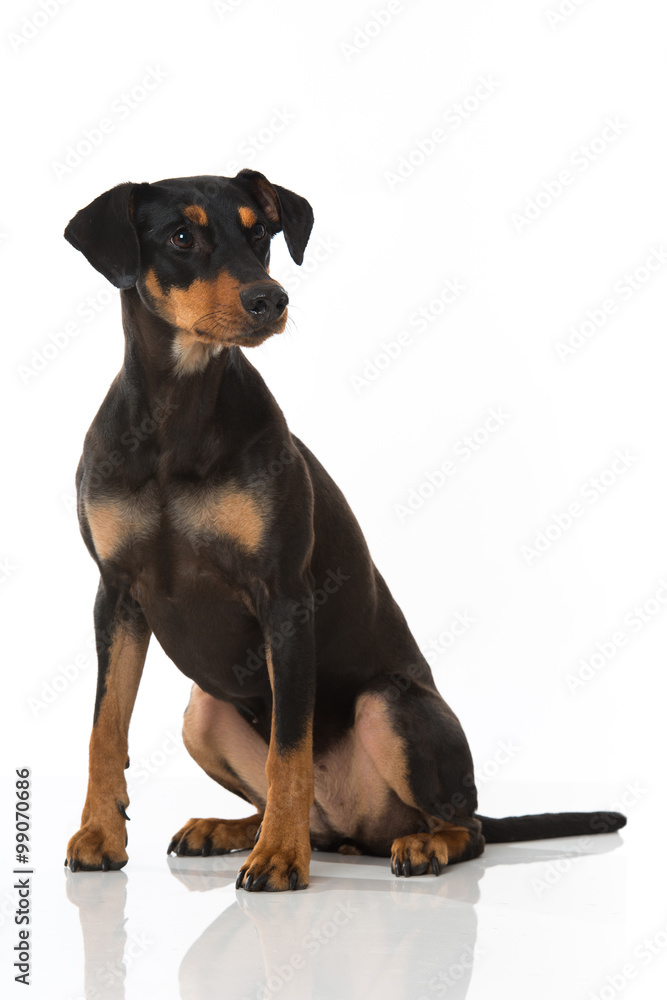 Obraz premium Pinscher