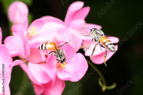 Bees feed from flowers and mix carpel.