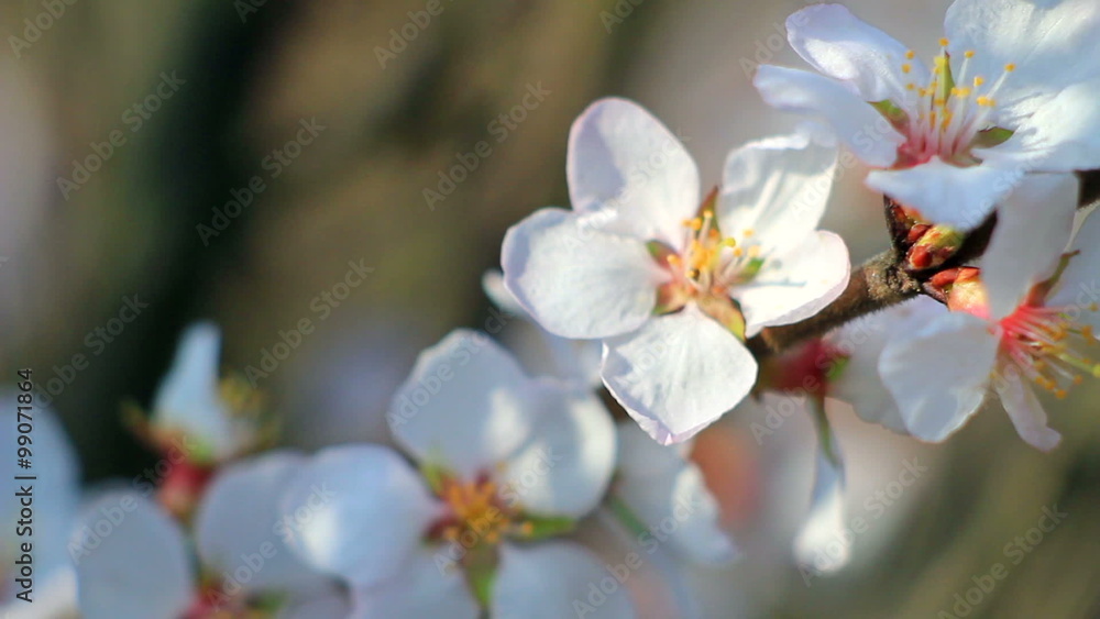 Spring flowering of fruit trees Spring flowering of fruit trees