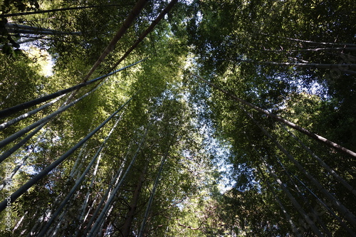 Ceiling of bamboo forest