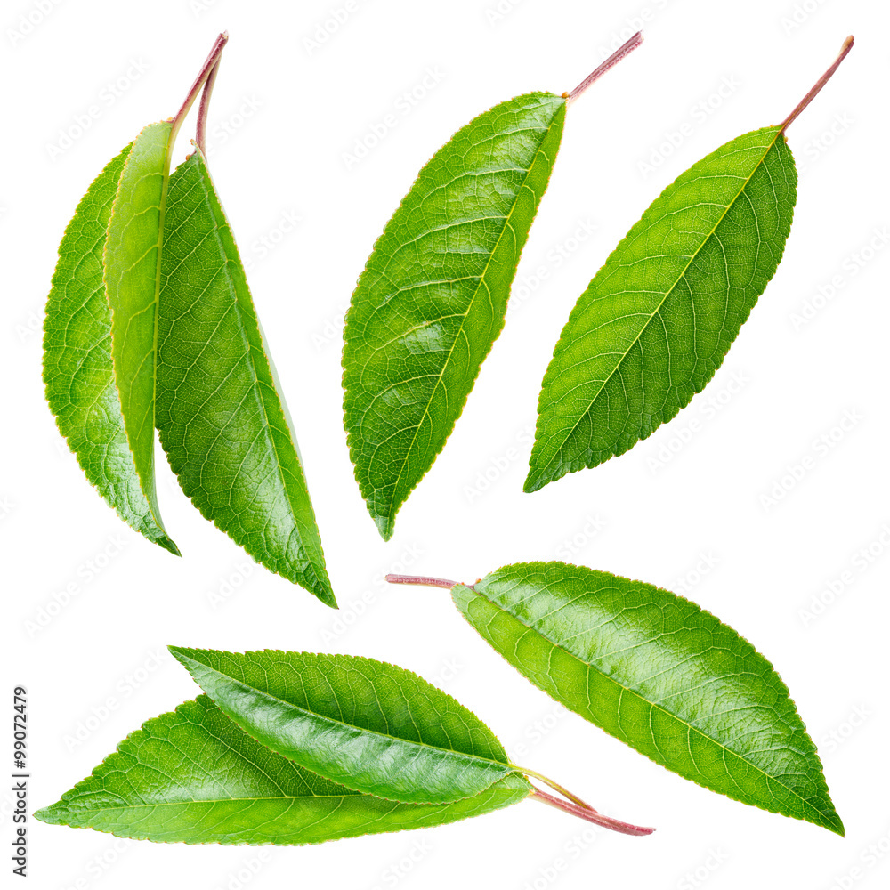 Fototapeta premium Cherry leaf. Collection isolated on white