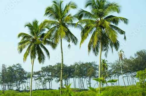 palm tree trees  palm grove against the blue sky