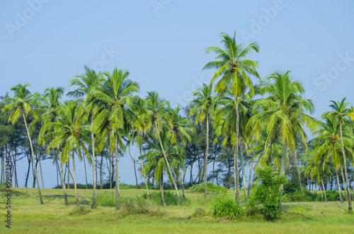 palm tree trees, palm grove against the blue sky © rosetata
