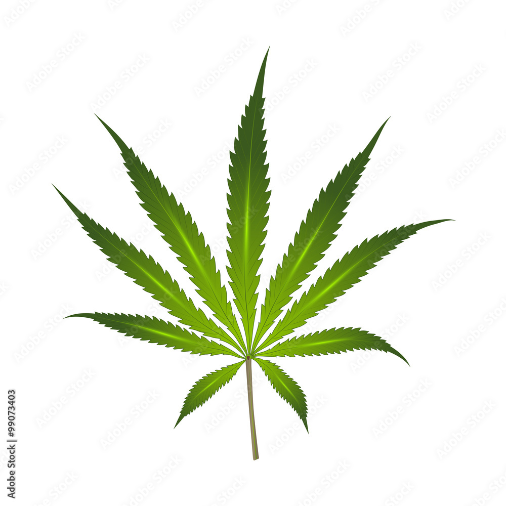 cannabis leaf cannabis leaf
