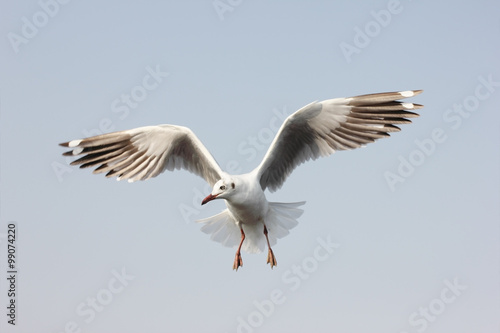 Seagull flying among sky