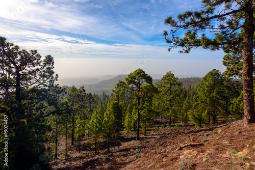 Green Forest with Fir Trees on Mountains on Tenerife island