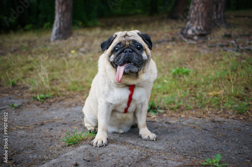 Smiling pug