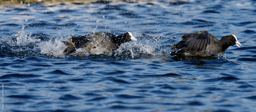 Fototapeta premium Eurasian Coot, Coot, Fulica atra
