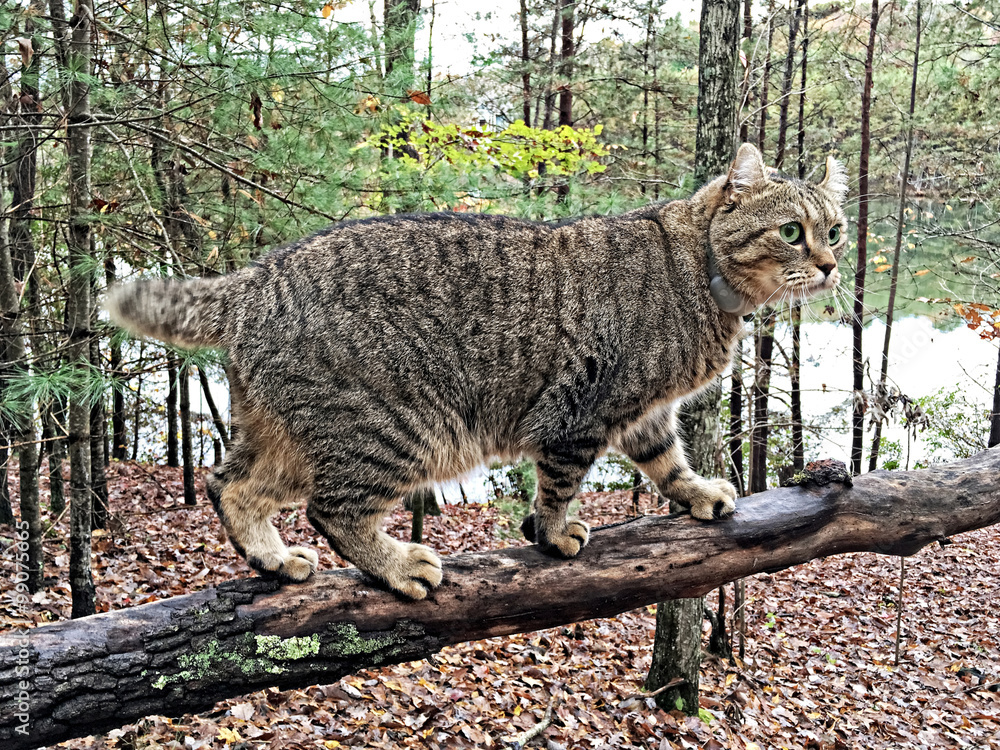 Naklejka premium Highland Lynx cat walking on a log.