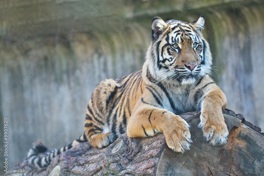 Fototapeta premium young female Sumatran tiger, Panthera tigris sumatrae