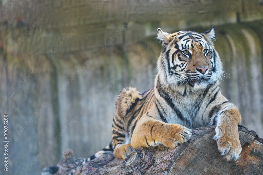 Obraz premium young female Sumatran tiger, Panthera tigris sumatrae