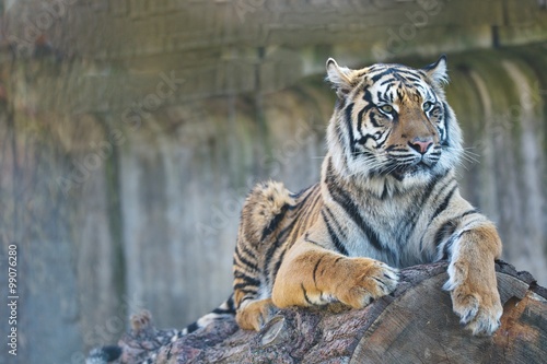 Fototapeta Naklejka Na Ścianę i Meble -  young female Sumatran tiger, Panthera tigris sumatrae