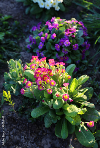 Wallpaper Mural Beautiful flowers of Primrose Torontodigital.ca