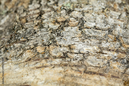 Birch Bark Macro © AnnaPa