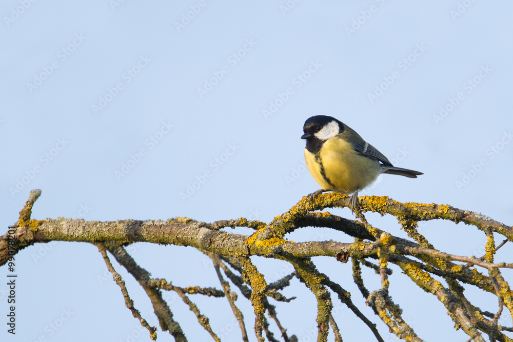 Naklejka premium Kohlmeise