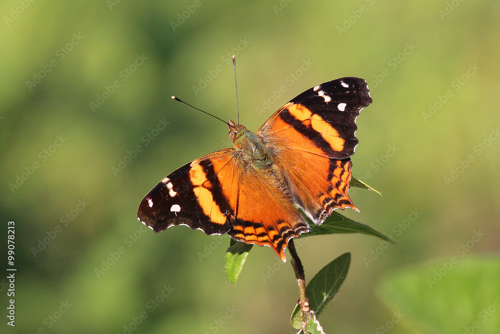 Obraz premium Borboleta