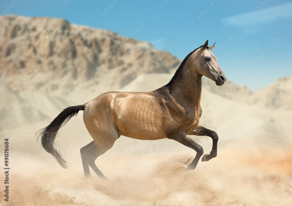 Golden buckskin akhal-teke horse running in desert Golden buckskin akhal-teke horse running in desert